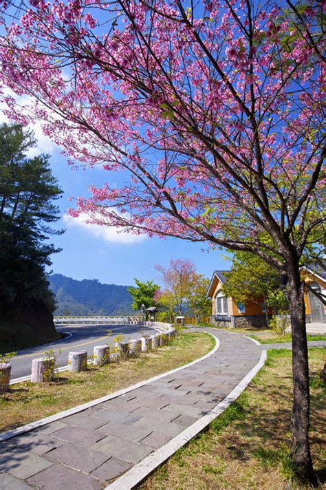 无人竖图室外白天正面爱情旅游度假草地草坪美景山山脉植物道路路公路桃花台湾中国亚洲阴影盛开光线