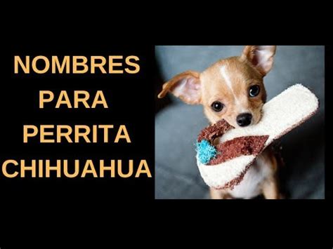 Descubre Los Nombres Para Chihuahuas Hembras M S Adorables Y Su