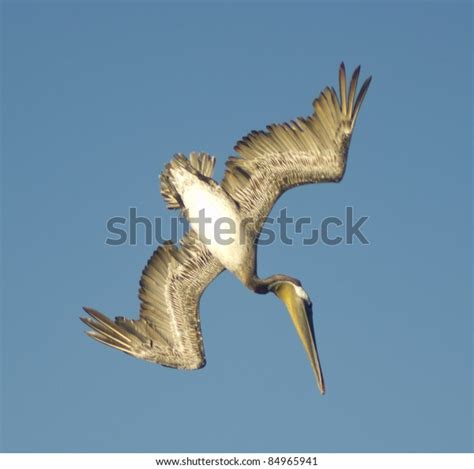 Brown Pelican Diving Stock Photo (Edit Now) 84965941