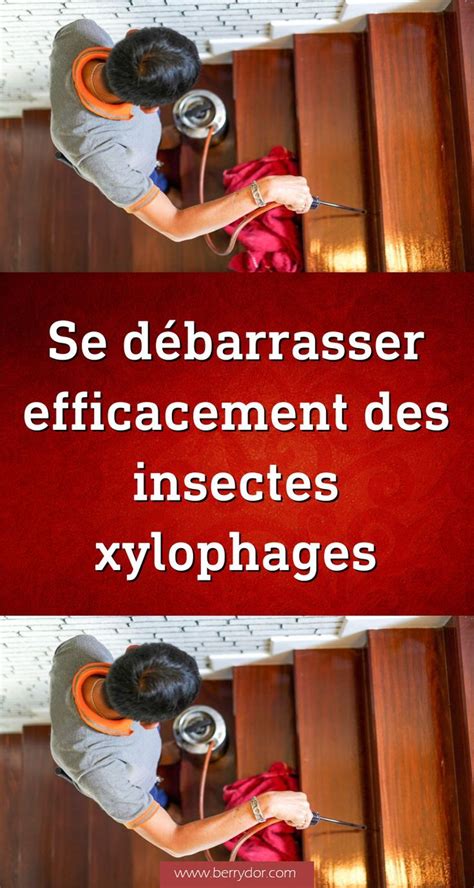 Nuisibles les insectes xylophages grignotent se nourrissent et sont à