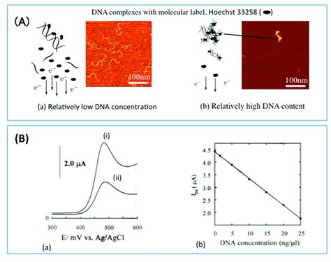 The Principle Of Electrochemical Dna Detection Using Hoechst 33258 At Download Scientific