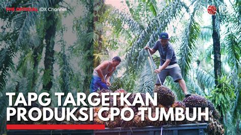 tapg targetkan produksi cpo tumbuh idx channel youtube