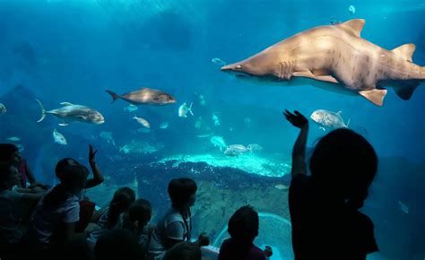 El Acuario De Sevilla