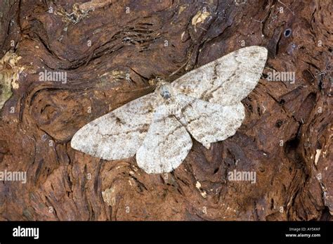 Oak Beauty Moth Hi Res Stock Photography And Images Alamy