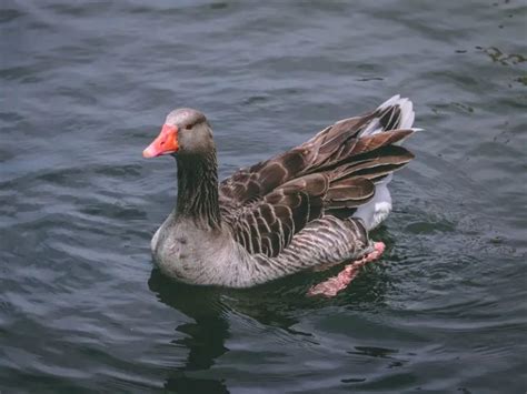 How To Clean Duck Poop From Grass (On Lawns + In The Run) – Critter ...