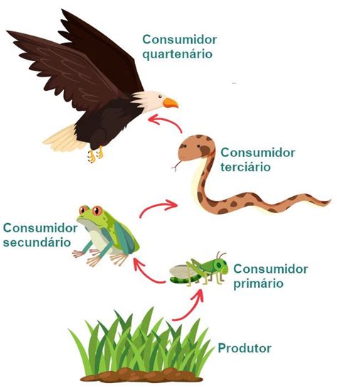 Cadeia alimentar o que é níveis tróficos exemplos Escola Kids em