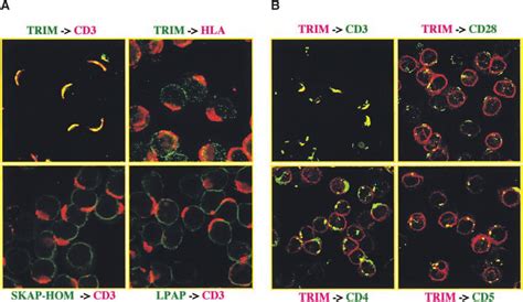 Interaction Between Trim And The Tcr In Peripheral Blood T Cells A