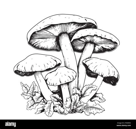 Mushrooms Sketch Hand Drawn Vector Illustration Cartoon Stock Vector