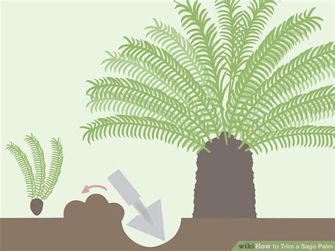 How to Trim a Sago Palm: 9 Steps (with Pictures) - wikiHow