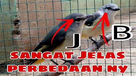 Cara Membedakan Burung Mantenan Yg Masih Trotol Antara Jantan Dan