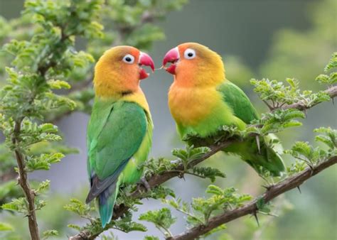 Lovebirds Everything You Need To Know