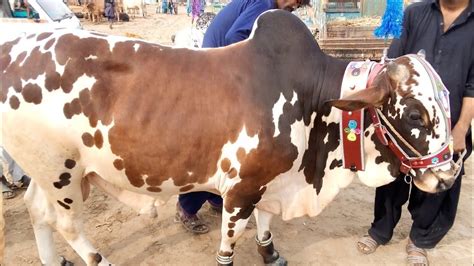 Hyderabad Bypass Cow Mandi Eid Ul Adha 2022 Cowmandi Bakramandi