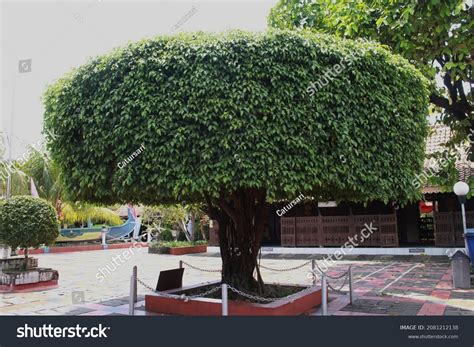 waringin images stock  vectors shutterstock