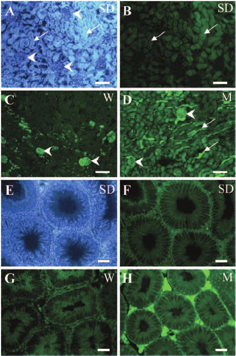 Gfp Expression Patterns In Non Neural Tissues In Transgenic Rodents