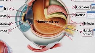 Partes Del Ojo Humano Y Sus Funciones Doovi Hot Sex Picture