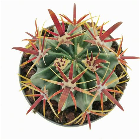 Ferocactus Latispinus Cm Cactaceae Giromagi Vendita Piante Grasse