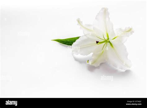 Condolence Card With White Flowers Lily Funeral Symbol Stock Photo Alamy