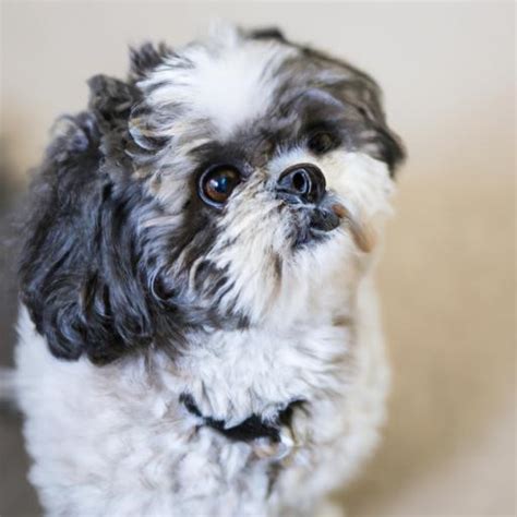 Shih Poo Shih Tzu Poodle Shedding Everything You Need To Know