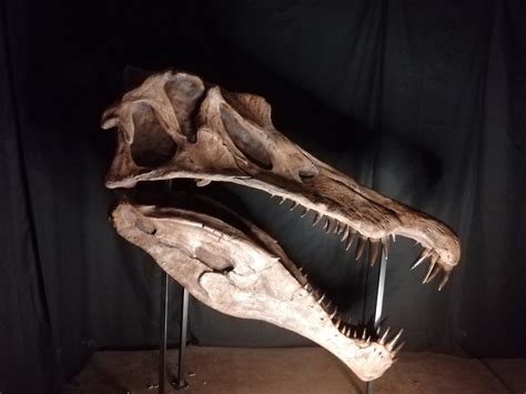 Spinosaurus aegyptiacus Life Sized Skull — The Prehistoric Store