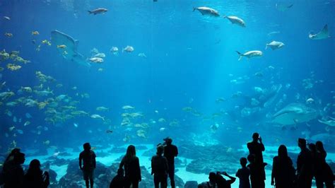 Acuario Michin Cdmx A Partir De Qu Edad Pagan Boleto Los Ni Os