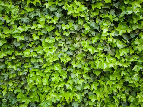 Fondo De Pared De Hojas Verdes Naturales Textura De La Pared Hojas De