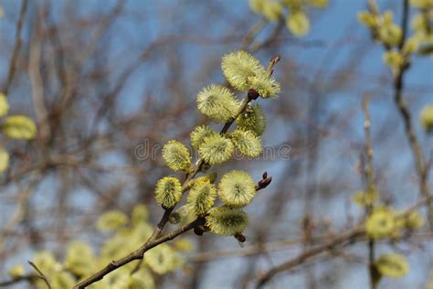 Pussy Willow Stock Photo Image Of Isolated Close Blossoming 89383220