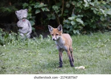 Urban Fox Cubs Garden Stock Photo 2174187567 | Shutterstock