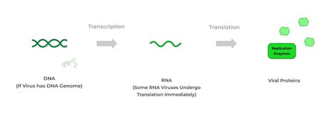 Viruses Steps Of The Viral Life Cycle On The Mcat Medlife Mastery