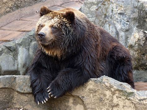 Ussuri Brown Bear