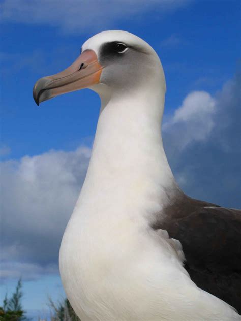 Kostenlose Bild Diomedea Immutabilis Laysan Albatros Vogel