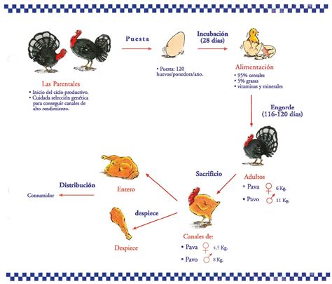 Productos Derivados De Aves Carne Huevos Y M S Loros Y Guacamayos