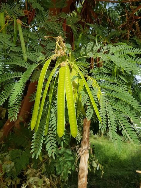 How to Grow River Tamarind | Balcony Garden Web