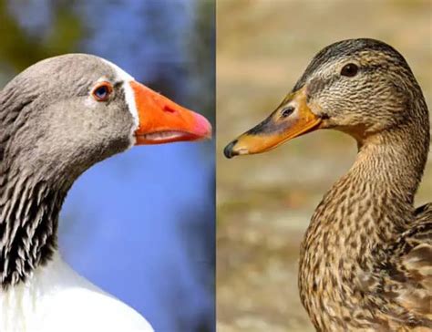 Goose vs. Duck: Similarities And Differences Explained