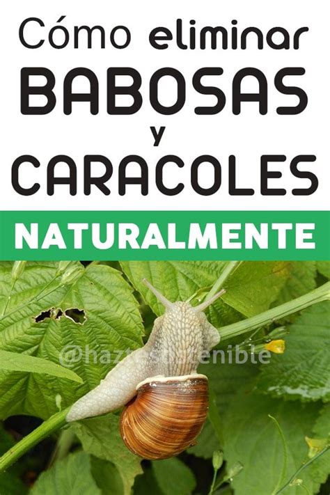 Cómo eliminar babosas y caracoles naturalmente Insecticida natural