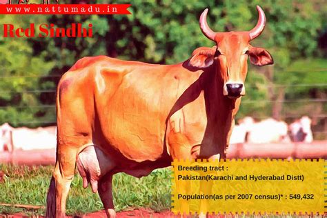 Recognized Indigenous Cattle Breeds of India