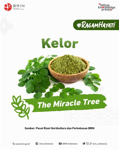 BRIN Indonesia On Twitter Tanaman Kelor Mendapat Julukan The Miracle