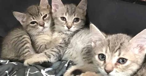 kittens  love cats  kittens