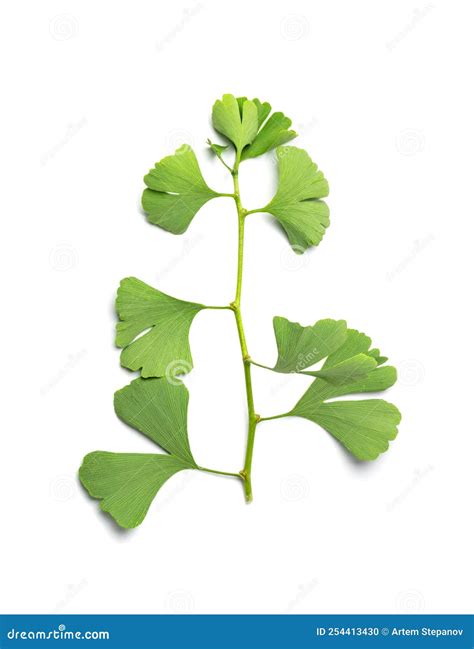 Ginkgo Biloba Leaves stock photo. Image of white, closeup - 254413430