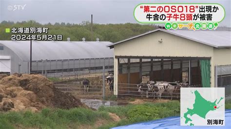 第二のoso18出現か 命がけでクマと対峙 ハンター報酬“安すぎ” 自治体と衝突も 北海道（2024年5月28日掲載）｜stv News Nnn