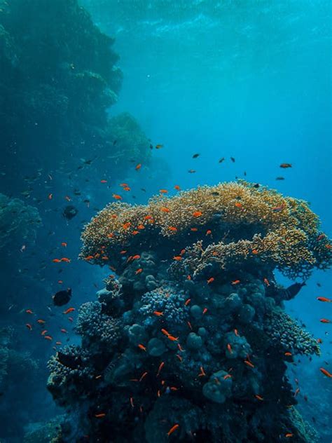 Coral Reef Photos, Download The BEST Free Coral Reef Stock Photos & HD ...