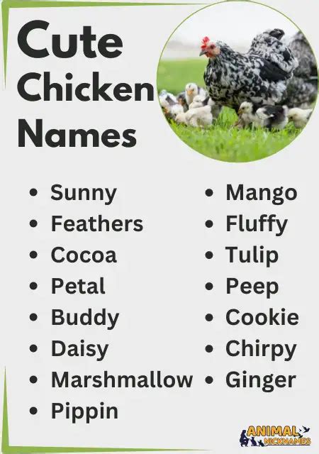 Funny Chicken Names: Clever to Cute and Cool to Adorable