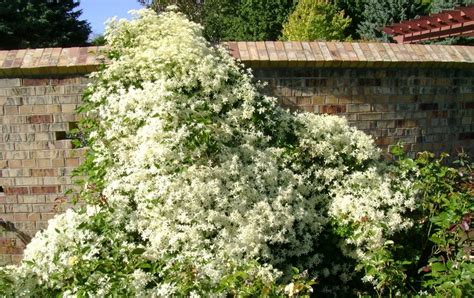 Plant Zone: Evergreen Clematis (Clematis armandii)