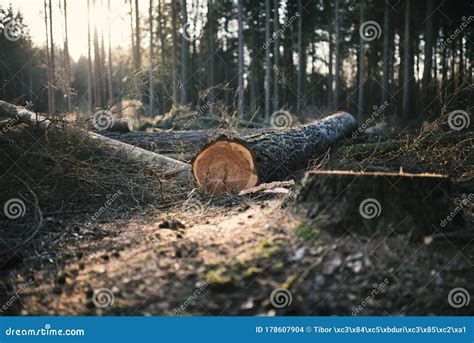 Log Trunks Pile The Logging Timber Forest Wood Industry Wood Trunks