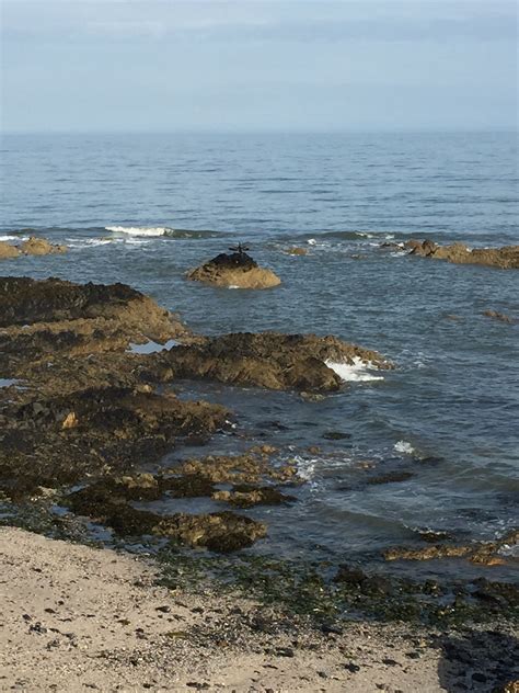 Portmarnock beach (26) – UK Fossil Collecting