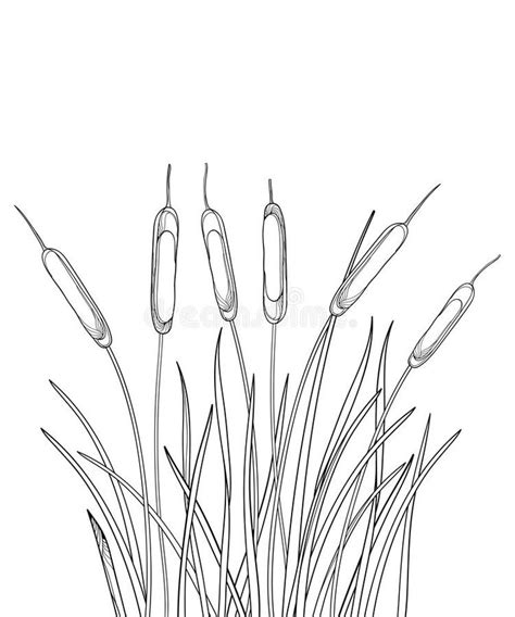 Vector Bunch Of Outline Bulrush Or Reed Or Cattail With Leaves In Black