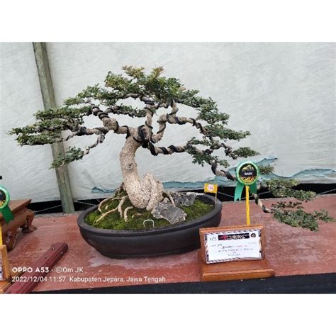 Jual Bonsai Kawista Shopee Indonesia