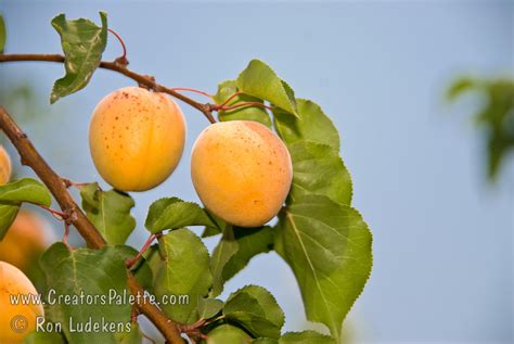 Tropic Gold Apricot Prunus Armeniaca Sp Creatorspalette