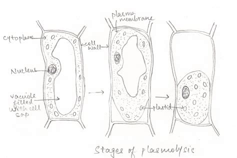 PLANT PHYSIOLOGY EXPERIMENTS - BIOLOGY4ISC