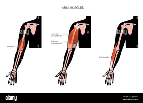 Arm Anatomy Illustration Stock Photo Alamy