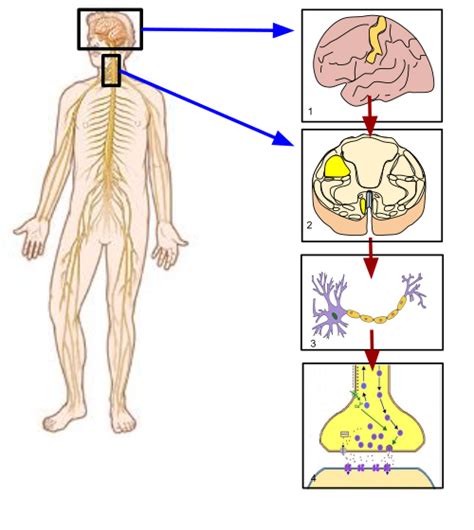 Somatic Nervous System Wikiwand Articles